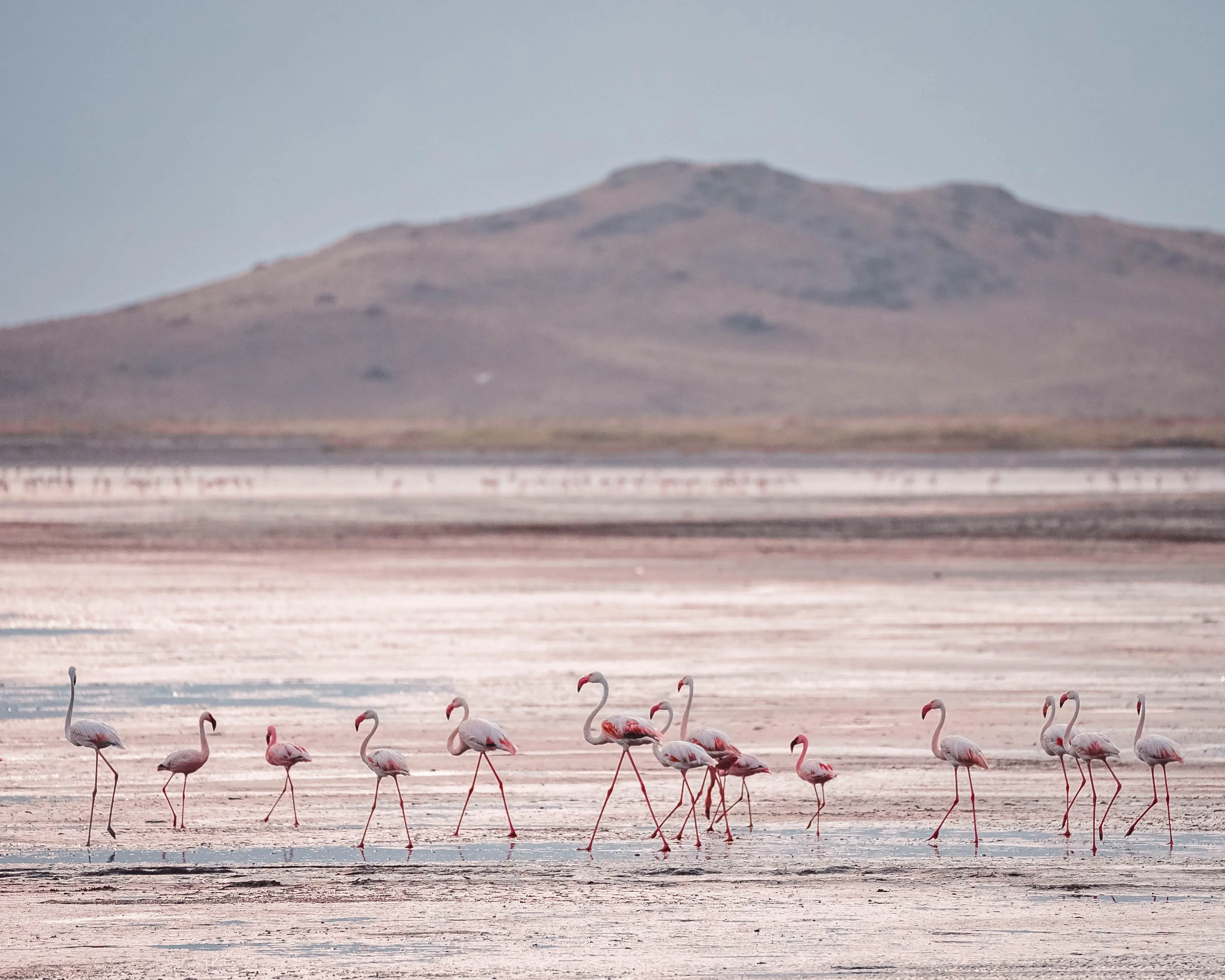 Flamencos en las orillas del Lago Natron. Foto: archivo de Altezza Travel Flamencos en las orillas del Lago Natron. Foto: archivo de Altezza Travel