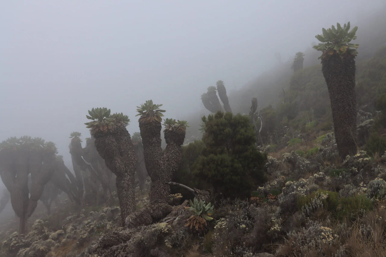 Los senecios gigantes pueden verse en la ruta más bonita del Kilimanjaro, Lemosho, y en otras rutas del sur y del oeste