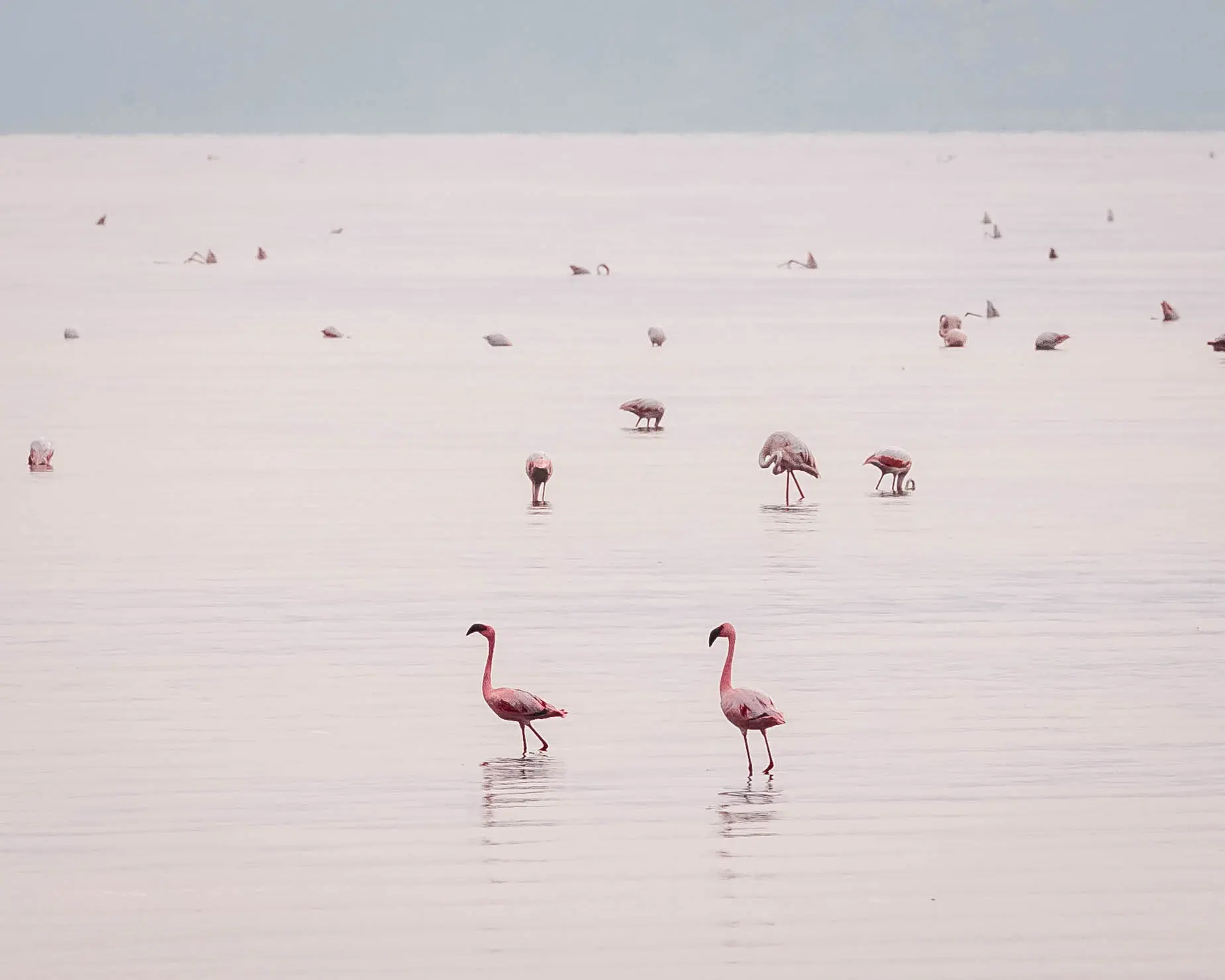 La construcción de una presa hidroeléctrica y una planta de carbonato sódico podría destruir el ecosistema único del lago Natron. Foto: archivo de Altezza Travel
