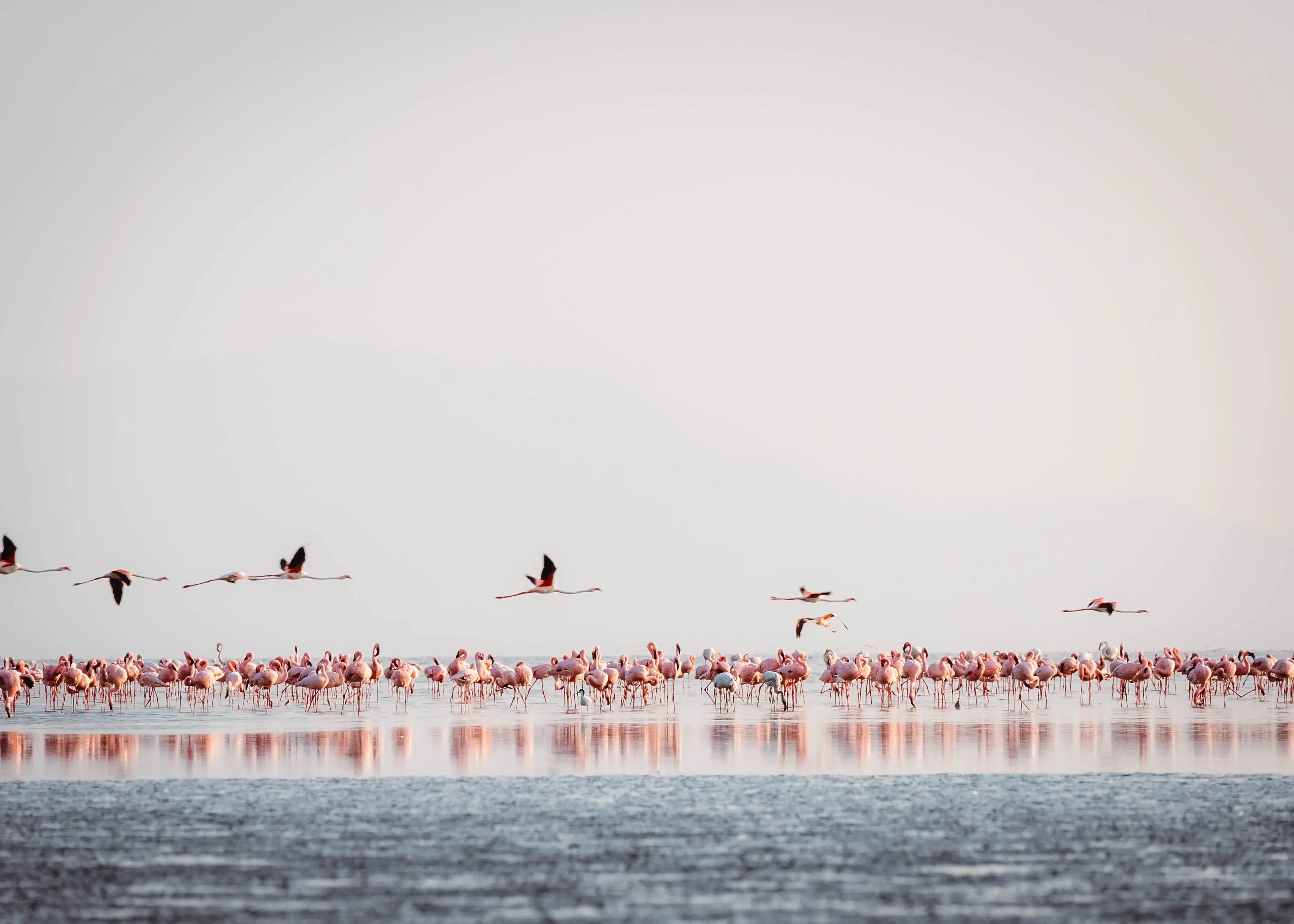 Lago Natron: zona de nidificación de los flamencos enanos. Foto: archivo de Altezza Travel