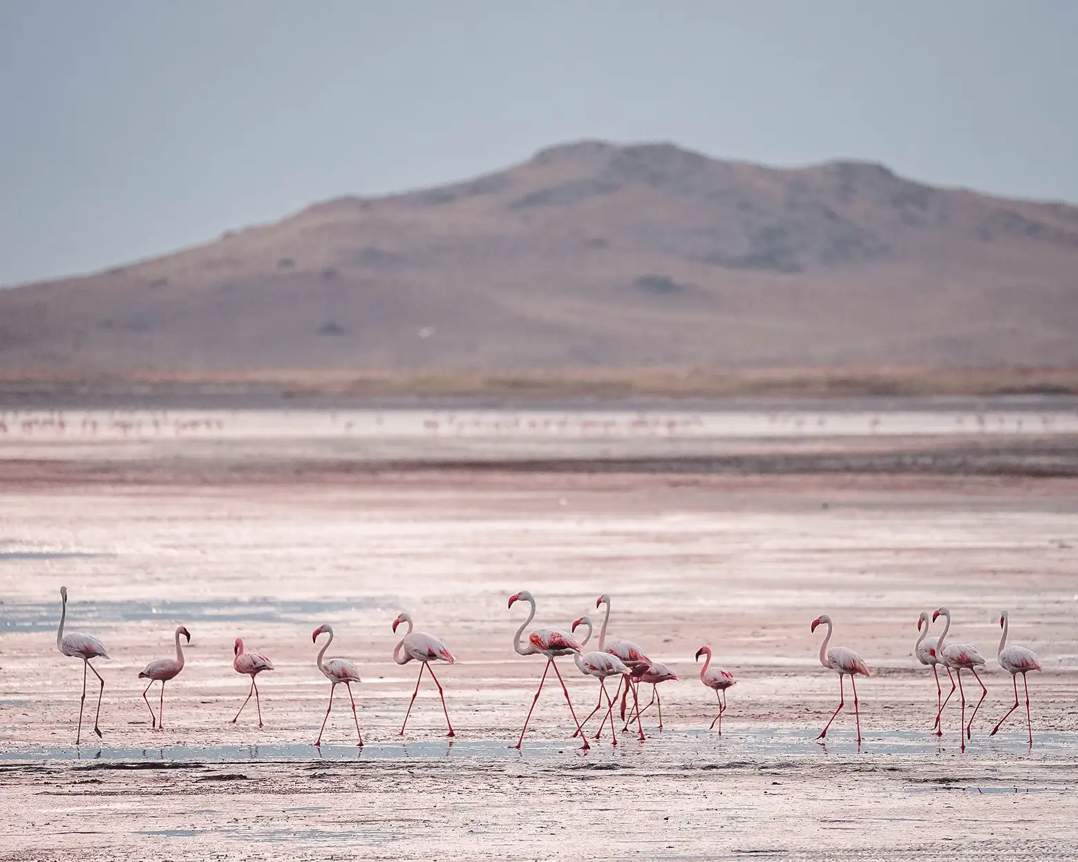 Flamencos en las orillas del lago Natron. Foto: archivo de Altezza Travel
