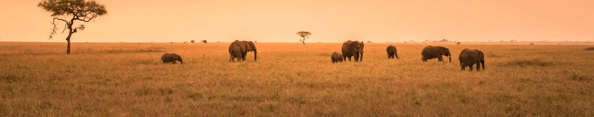 Parque Nacional de Nyerere (Selous)