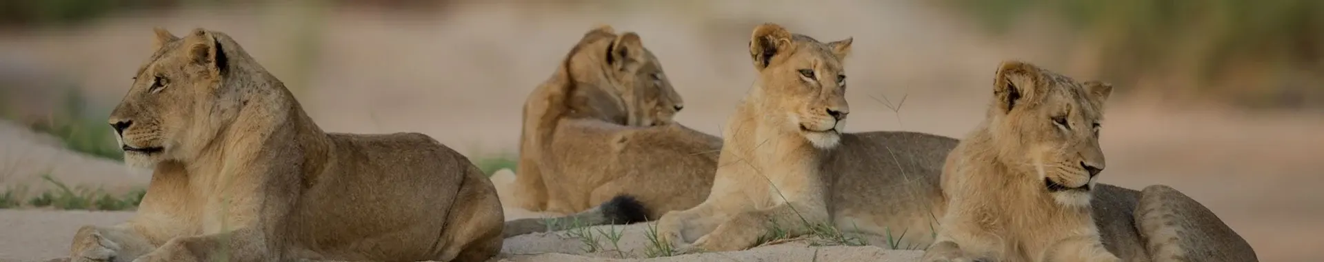 León africano