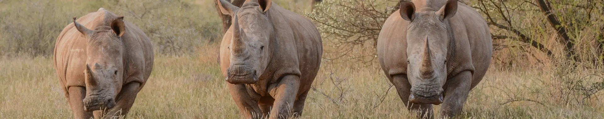 Rinoceronte africano