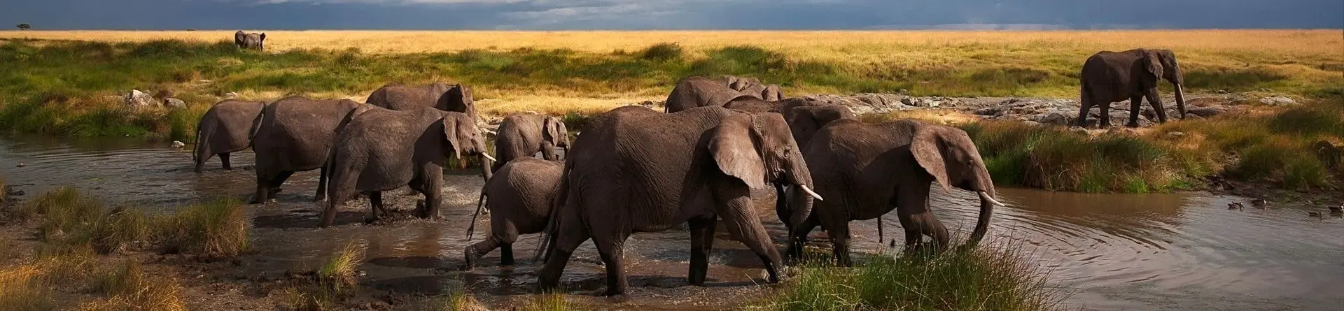 Klipspringer Klipspringer