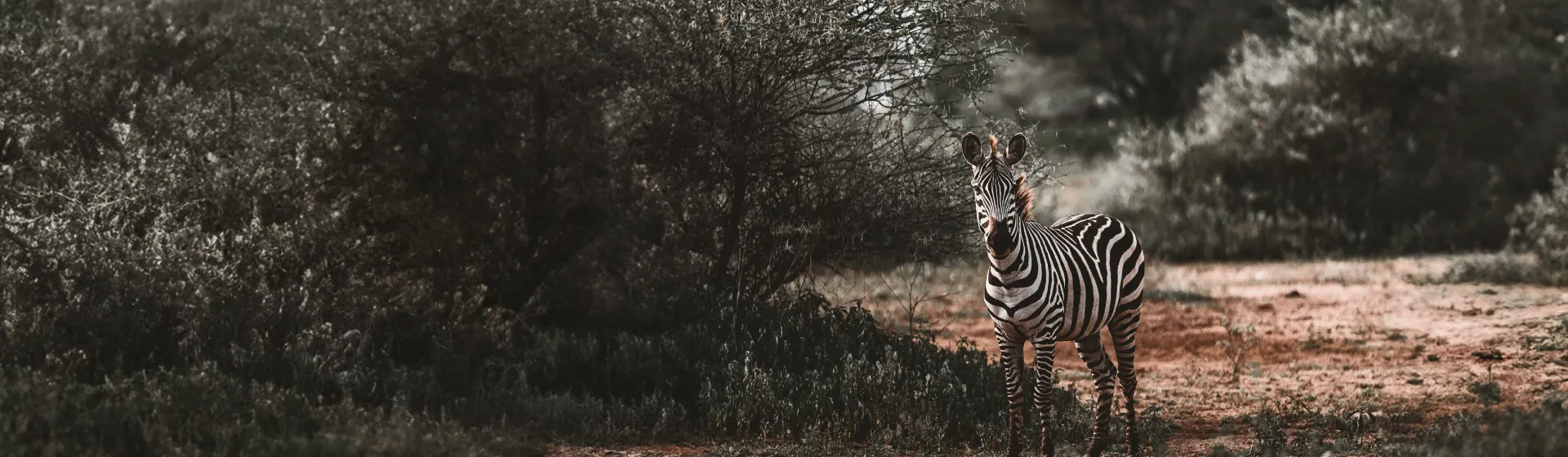 Safari en Arusha Safari en Arusha