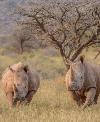 Parque Nacional de Mkomazi