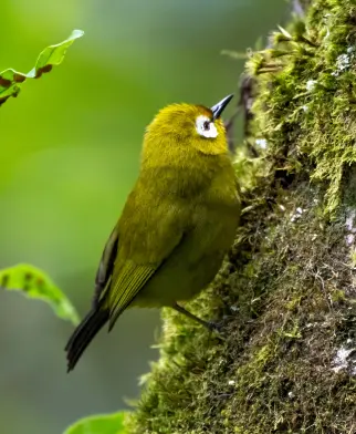 Observación de aves