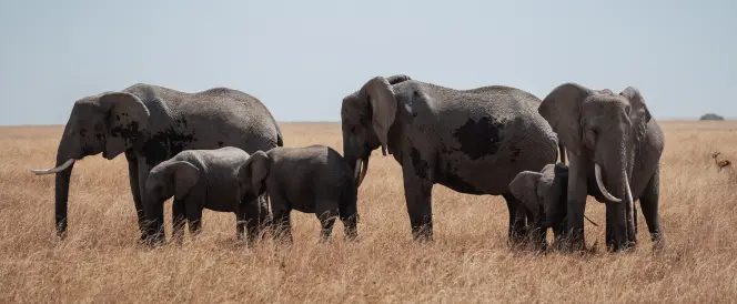Parque Nacional de Tarangire