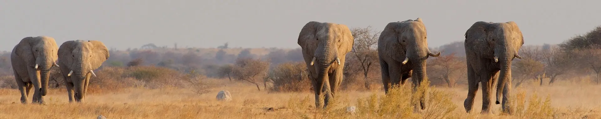 Elefante africano