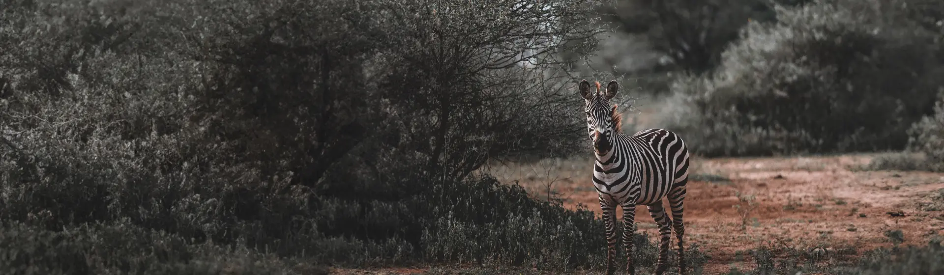 Safaris en grupo abiertos Safaris en grupo abiertos