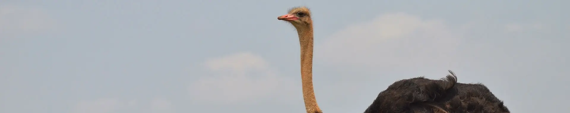Avestruz africana