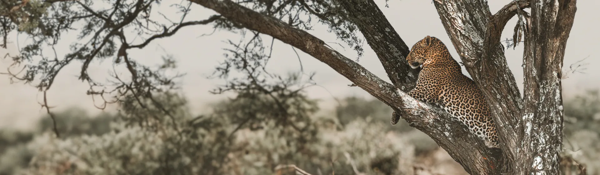 Hartebeest Hartebeest