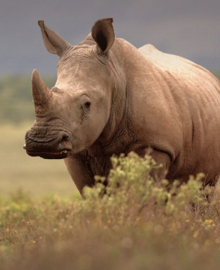 Cráter del Ngorongoro