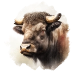 Búfalo
