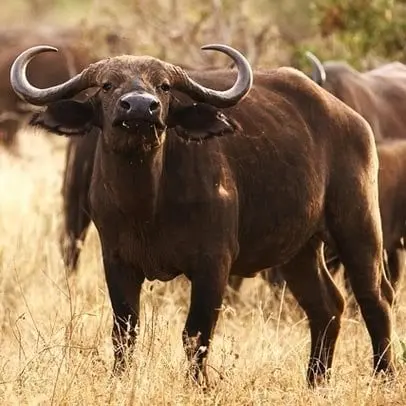 Búfalo