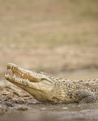 Parque Nacional de Ruaha