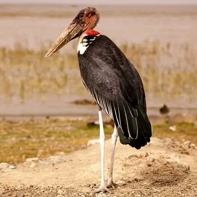 Marabú