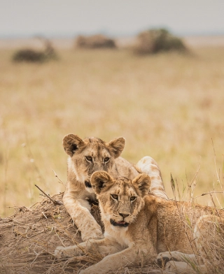 Parque Nacional de Nyerere (Selous)