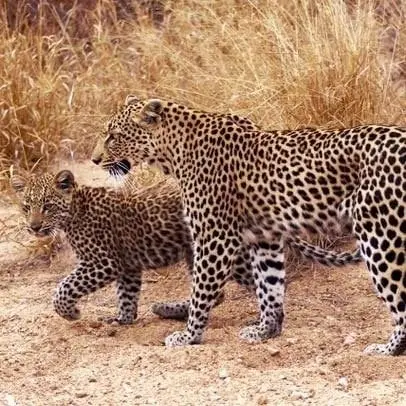 Leopardo