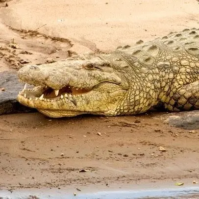 Cocodrilo