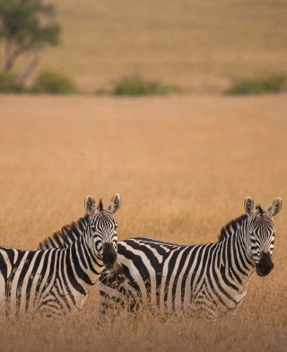 Parque Nacional de Arusha