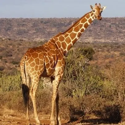 Jirafa