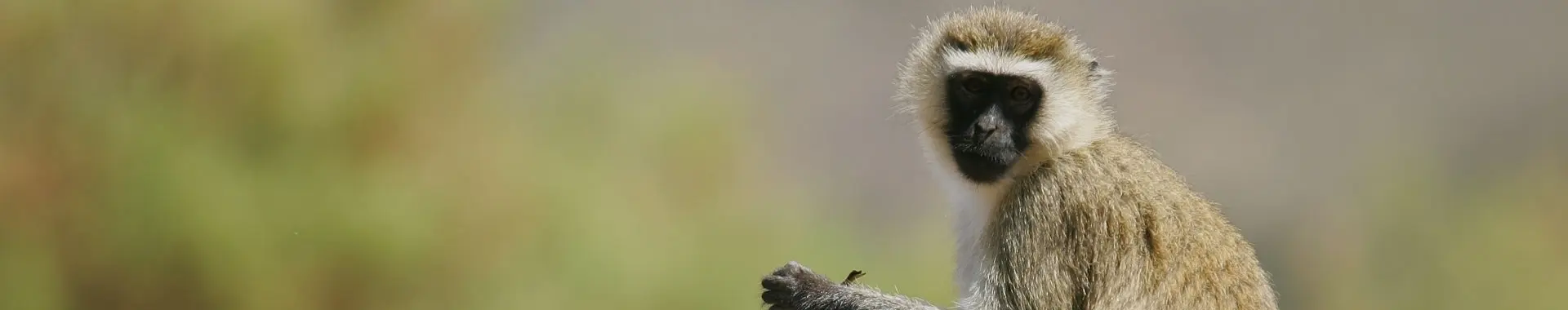Mono vervet africano