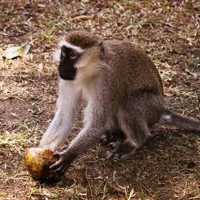 Mono vervet