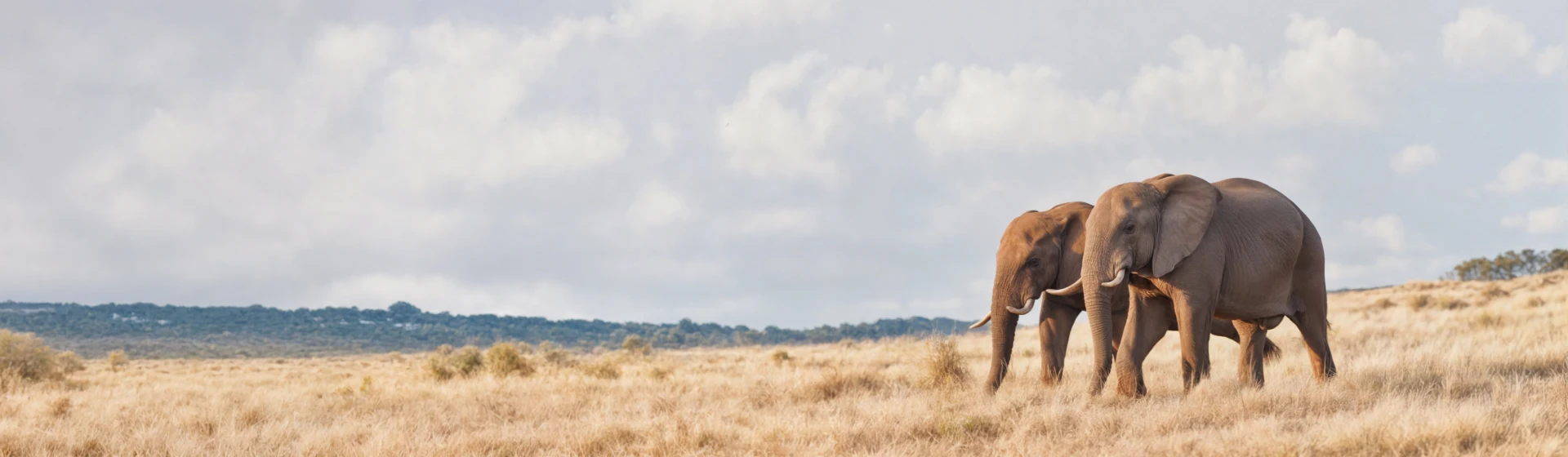 Tour Safari de Tarangire Tour Safari de Tarangire